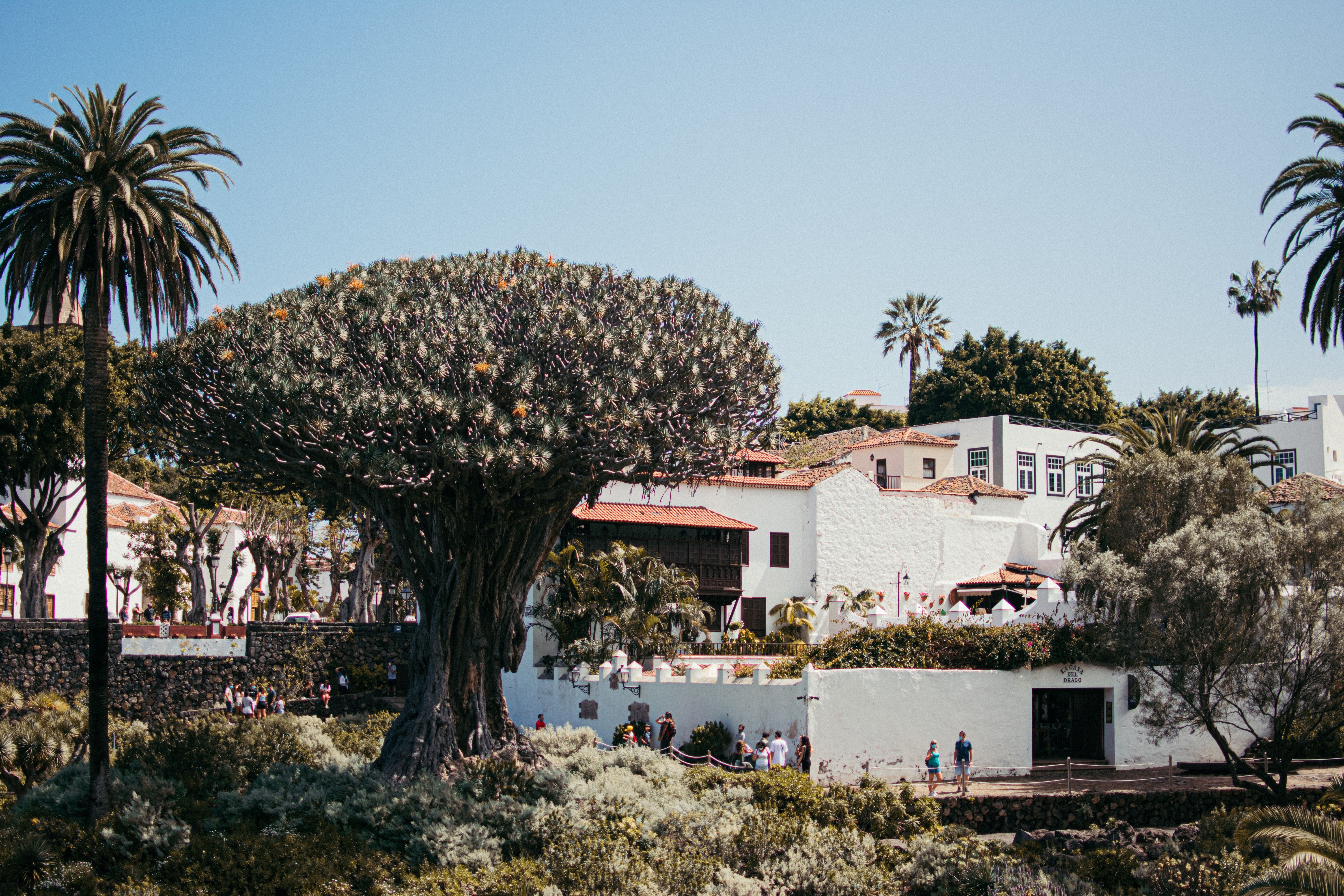 Teide - Icod– Garachico - Masca